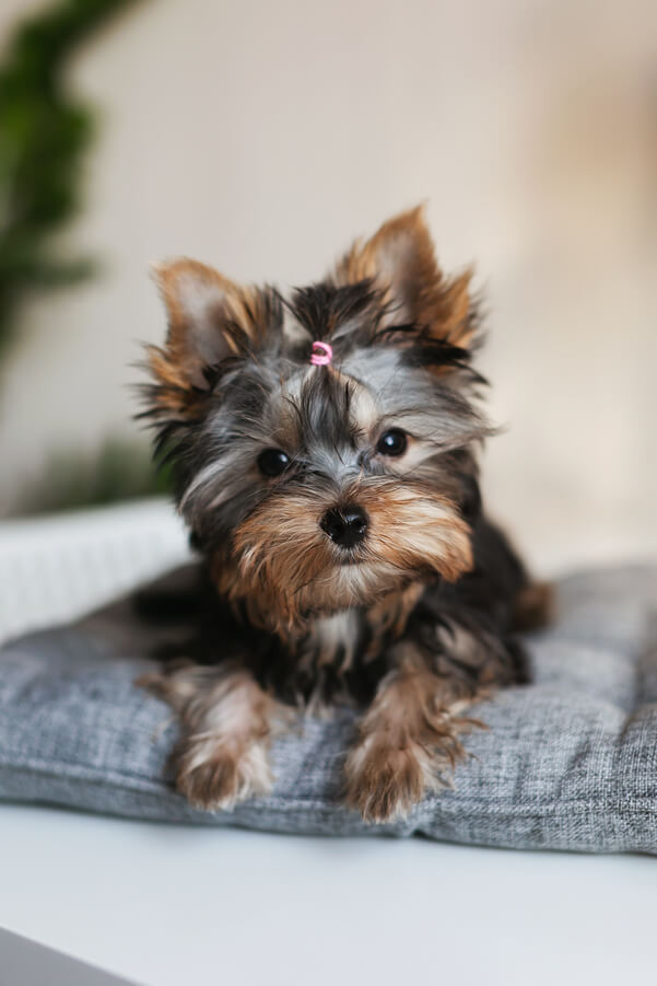 Yorkshire Terrier