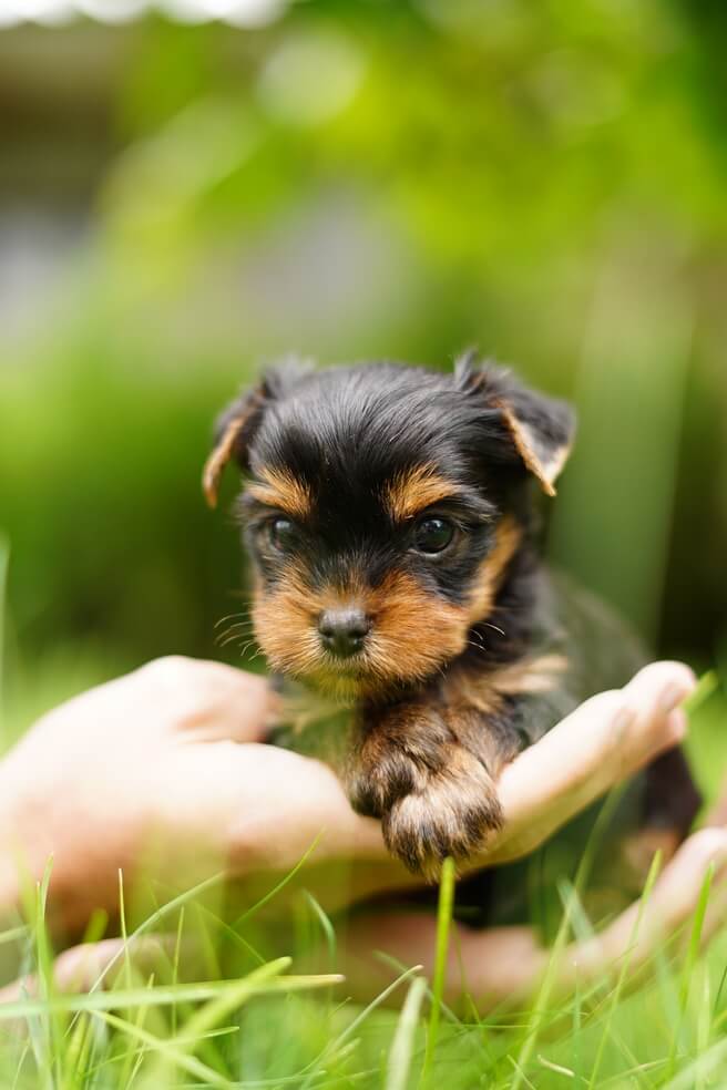 Yorkshire Terrier