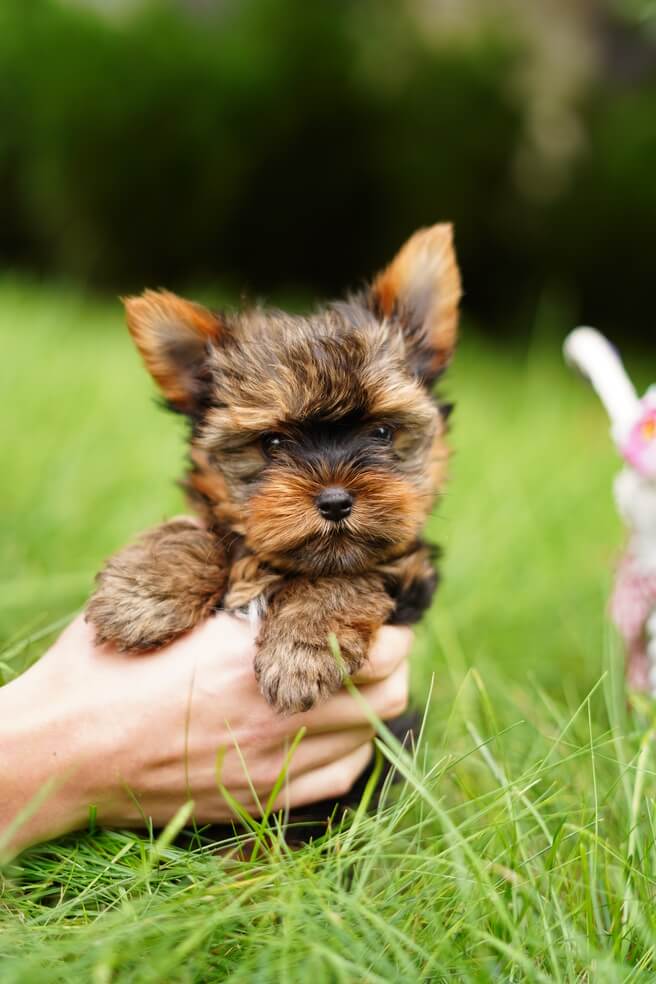 Yorkshire Terrier